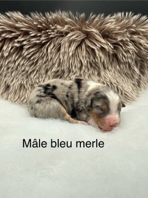 Les chiots de Berger Américain Miniature