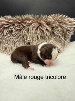 Les chiots de Berger Américain Miniature