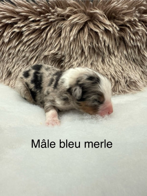 Les chiots de Berger Américain Miniature 