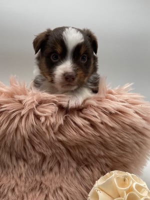 Les chiots de Berger Américain Miniature