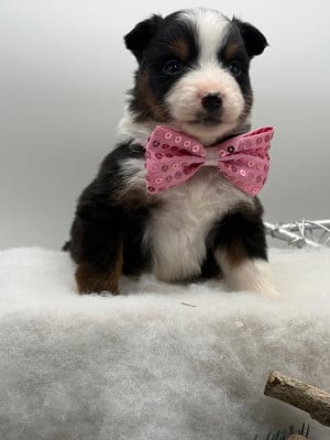 Les chiots de Berger Américain Miniature