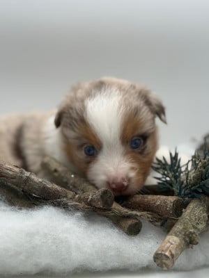 Les chiots de Berger Américain Miniature