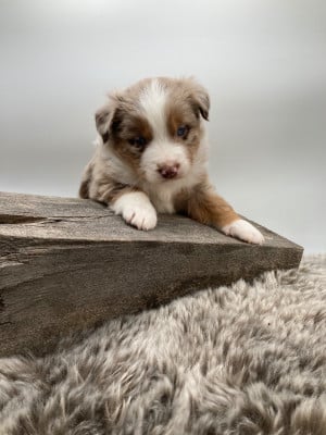 Les chiots de Berger Américain Miniature