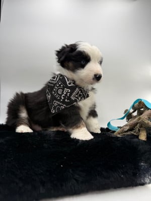 Les chiots de Berger Américain Miniature