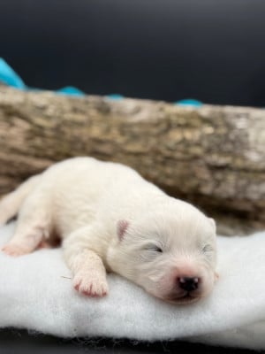 Chiot N°2 - Samoyède