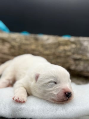 Chiot N°3 - Samoyède