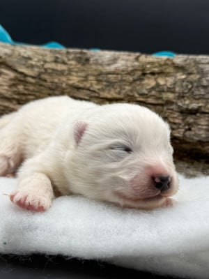 Chiot N°4 - Samoyède