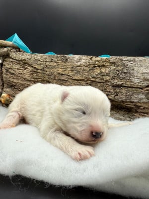 Chiot N°5 - Samoyède