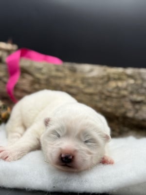 Chiot N°7 - Samoyède