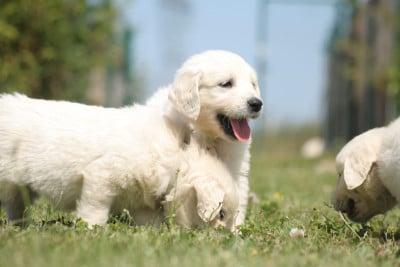 Les chiots de Golden Retriever