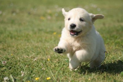 Les chiots de Golden Retriever