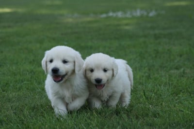 Les chiots de Golden Retriever