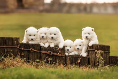 Les chiots de Samoyède