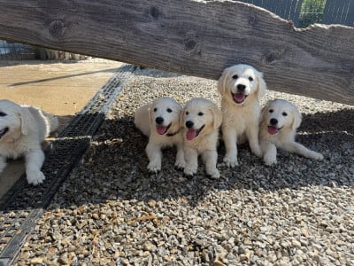 Les chiots de Golden Retriever