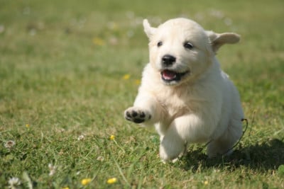 Les chiots de Golden Retriever