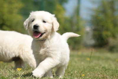 Les chiots de Golden Retriever