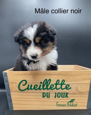 Les chiots de Berger Américain Miniature 