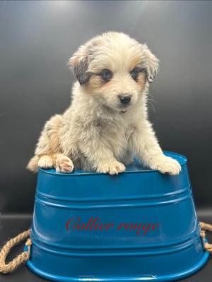 Les chiots de Berger Américain Miniature 