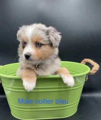 Les chiots de Berger Américain Miniature 