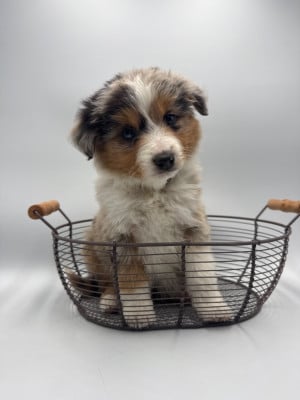 Les chiots de Berger Américain Miniature 