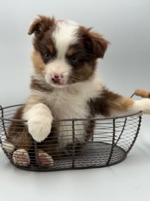 Les chiots de Berger Américain Miniature 