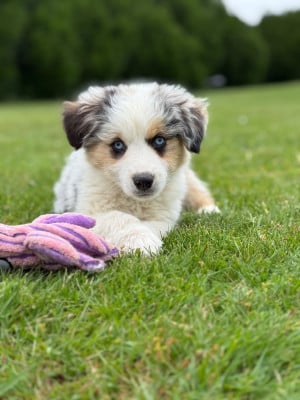 Les chiots de Berger Américain Miniature 