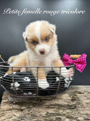 Les chiots de Berger Américain Miniature 