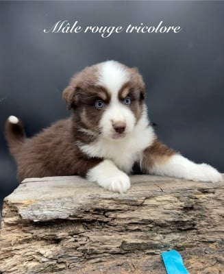 Les chiots de Berger Américain Miniature 