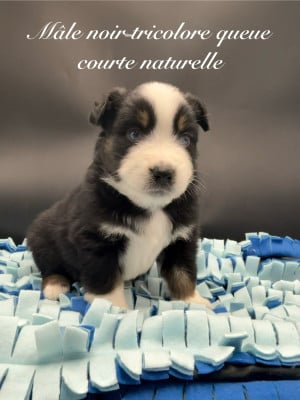 Les chiots de Berger Américain Miniature