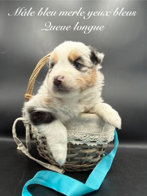 Les chiots de Berger Américain Miniature