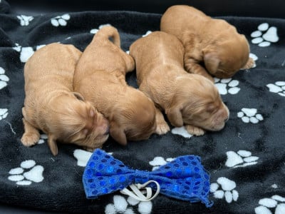Les chiots de Cocker Spaniel Anglais