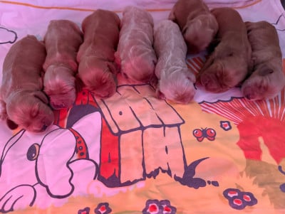 Les chiots de Cocker Spaniel Anglais
