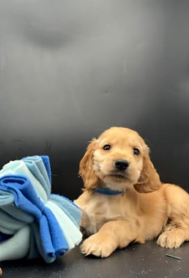 Les chiots de Cocker Spaniel Anglais