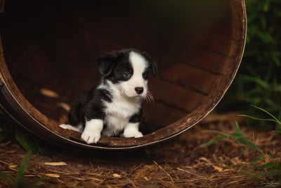 Welsh Corgi Cardigan