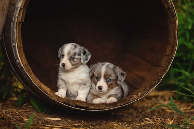 mâle bleu merle - Welsh Corgi Cardigan