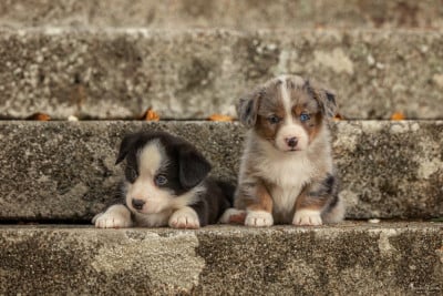 mâle bleu merle - Welsh Corgi Cardigan
