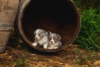 mâle bleu merle - Welsh Corgi Cardigan