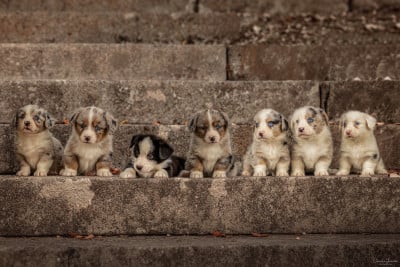 femelle bleu merle - Welsh Corgi Cardigan