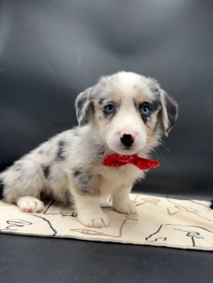 Les chiots de Welsh Corgi Cardigan