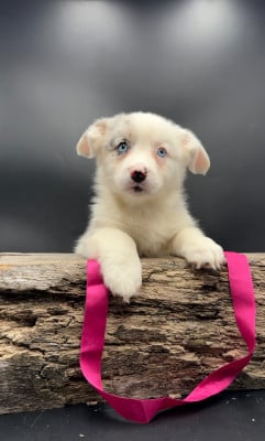 Les chiots de Welsh Corgi Cardigan