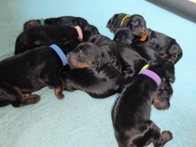Les chiots de Setter Gordon