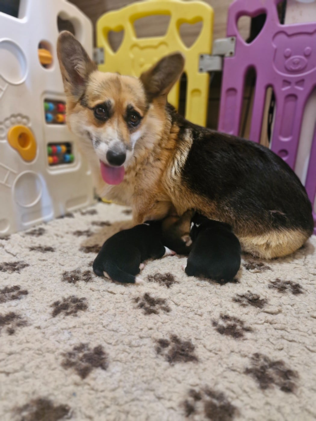 Welsh Corgi Pembroke - Ohana Means Family