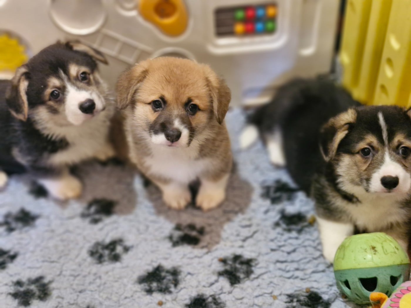 Welsh Corgi Pembroke - Ohana Means Family