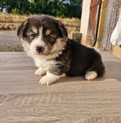Les chiots de Welsh Corgi Pembroke