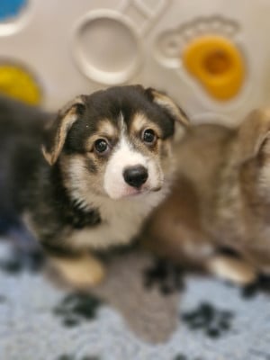Les chiots de Welsh Corgi Pembroke