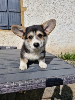 Les chiots de Welsh Corgi Pembroke
