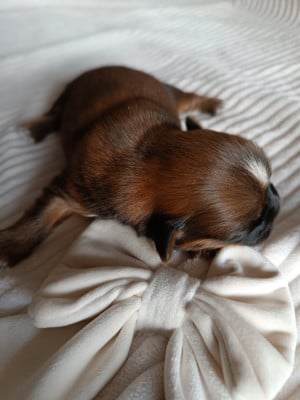 Les chiots de Shih Tzu