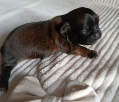 Les chiots de Shih Tzu