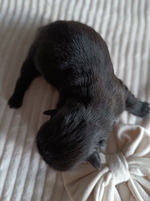 Les chiots de Shih Tzu