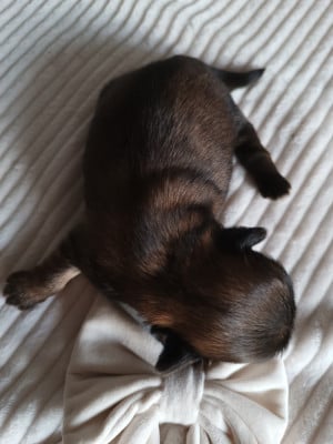 Les chiots de Shih Tzu